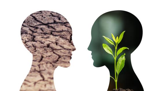 dried or dry cracked land with a growing young plant in the shape of a human head