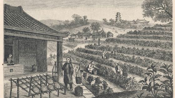Chinese tea plantation in 19th century
